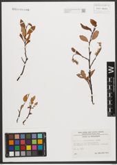 Foto von Salix waldsteiniana Willd.